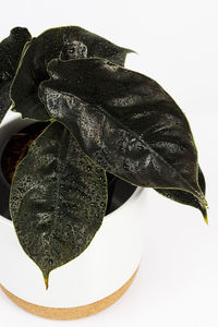 Close-up of green leaves on white background