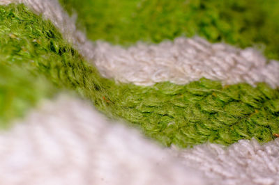 Close-up of green leaf