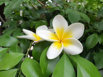 Close-up of white flowering plant