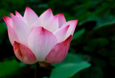 Close-up of pink lotus water lily