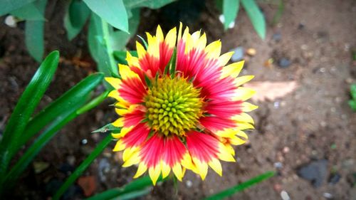 High angle view of fresh red flower blooming outdoors