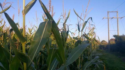 Plants growing on field against sky