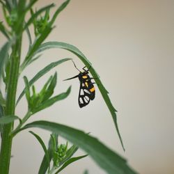 Close-up of insect on leaf