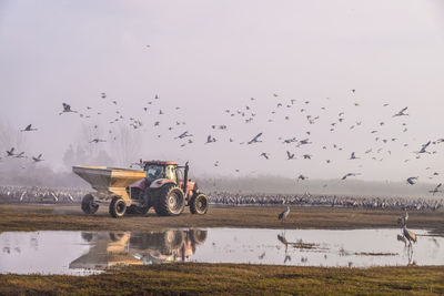 Birds flying over field against sky