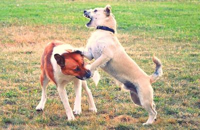 Dogs on field