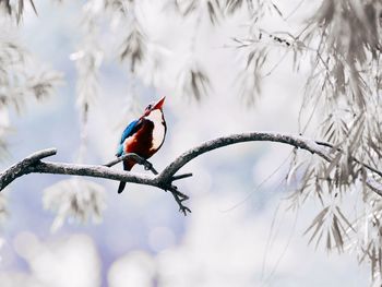 Close-up of bird perching on branch