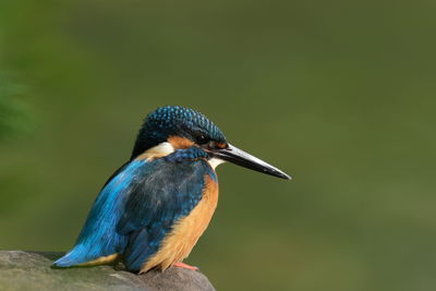 Kingfisher