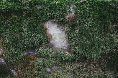 High angle view of ivy growing on land