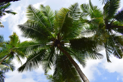 Low angle view of palm trees against the sky