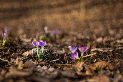 Close-up of purple crocus flowers on field