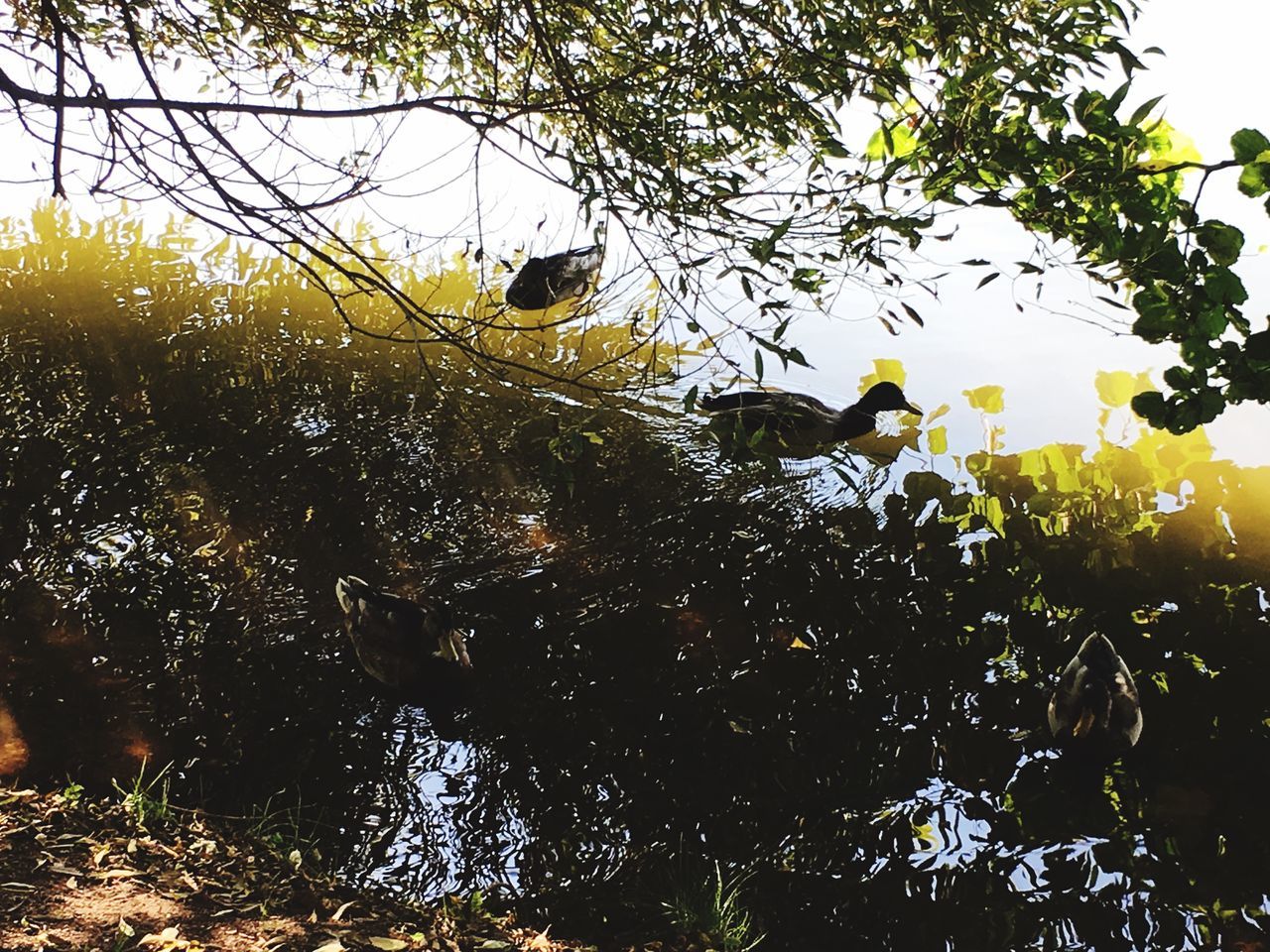 tree, animal, animal wildlife, plant, animal themes, animals in the wild, vertebrate, bird, nature, group of animals, no people, growth, sky, branch, low angle view, water, day, beauty in nature, outdoors