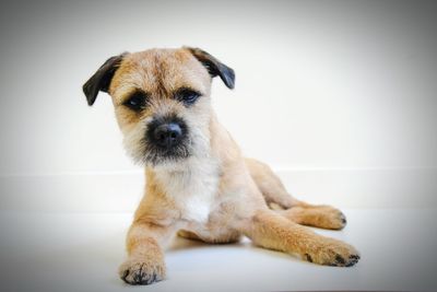 Portrait of puppy sitting against white wall