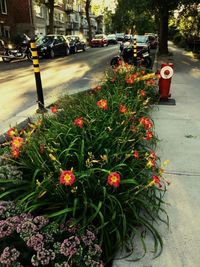 View of flowering plants on city street