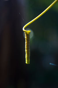 Close-up of spider on web