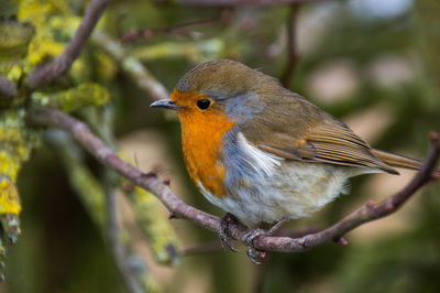 Close-up of bird perching on tree