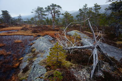 Scenic view of river in forest against sky