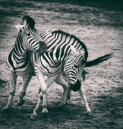 Zebras standing on field