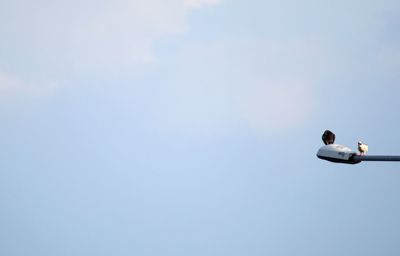 Low angle view of birds flying against sky