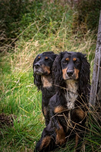 Portrait of dog sitting on field