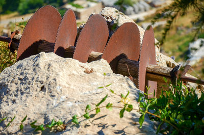 Close-up of plants on sunny day