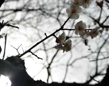 Low angle view of cherry blossom on branch