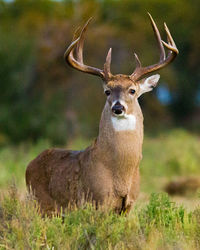 Portrait of deer on field