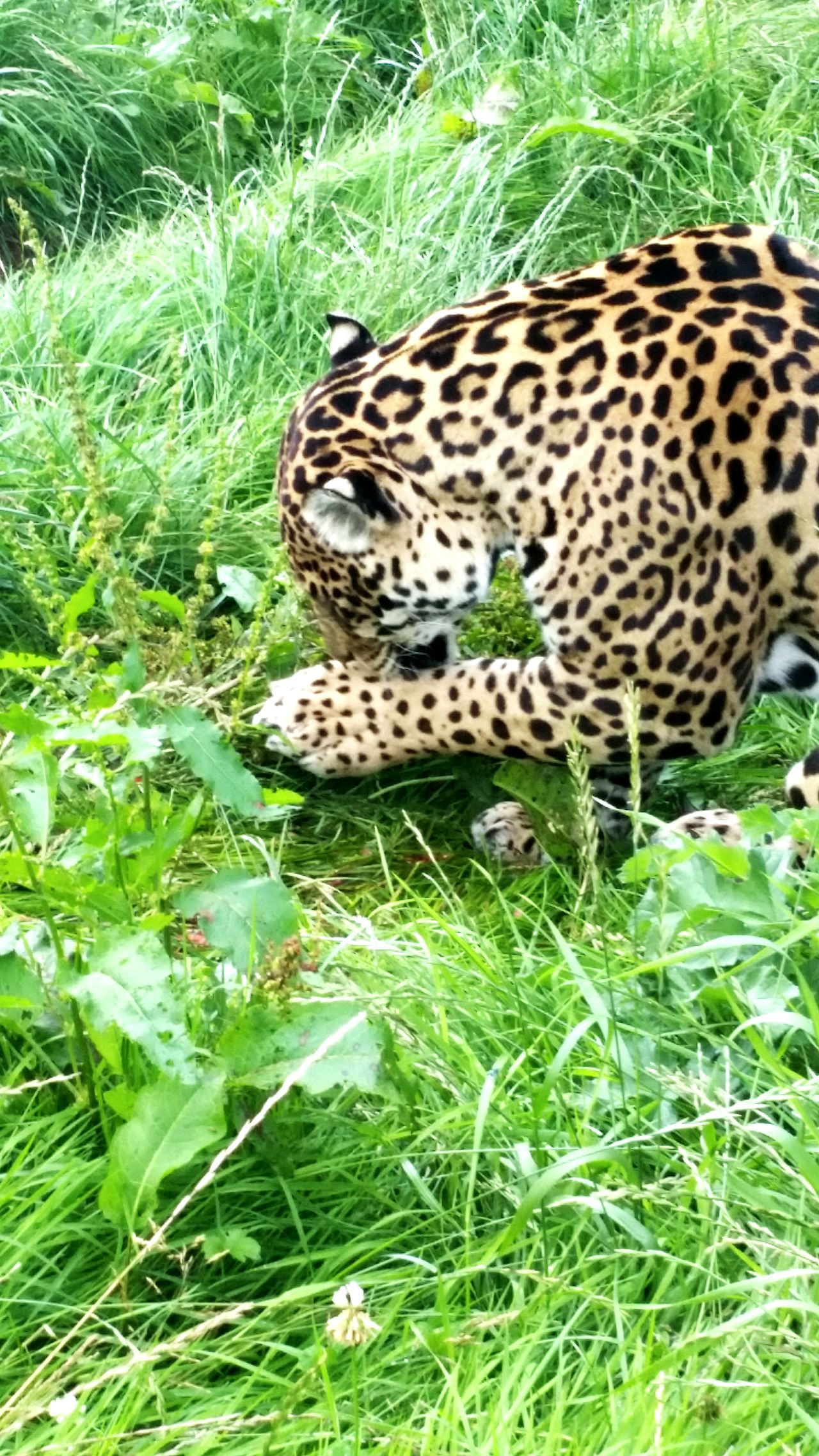 Big cats leopard photo