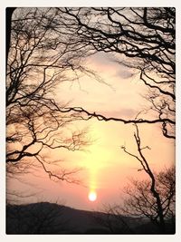 Low angle view of bare trees against sky at sunset