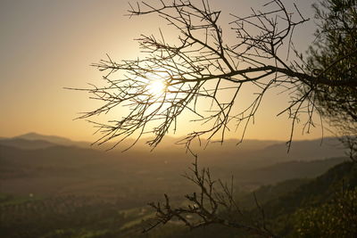 Close-up of tree against sky at sunset