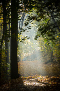 Trees and leaves in forest