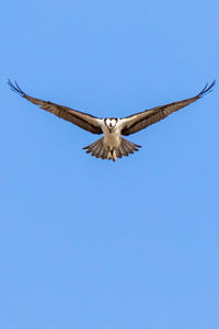 Low angle view of eagle flying against clear blue sky