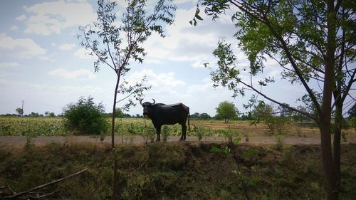 Horse on field against sky