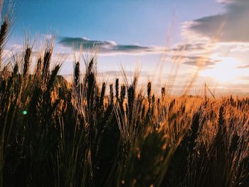 Close-up of wheat growing on field against sky at sunset