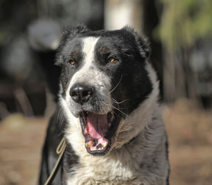 Close-up of a dog looking away