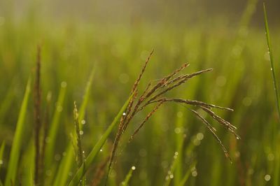 Close-up of wet rice paddy on farm