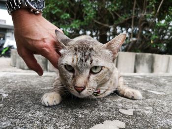 Close-up of hand holding cat