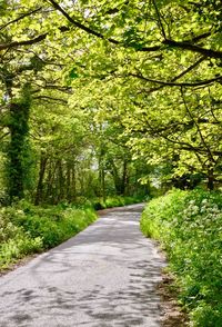 Road amidst trees in forest