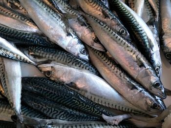 Close-up of fish for sale in market