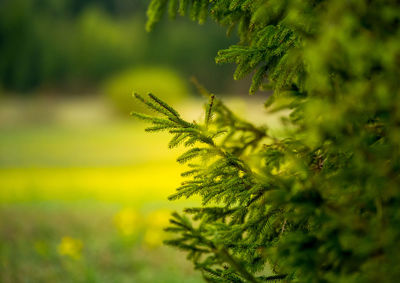 A beautiful conifer tree in the spring. spikes and branches of spruce tree. 