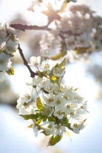 Close-up of cherry blossoms in spring