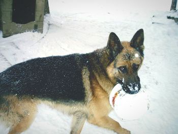 Portrait of dog in snow