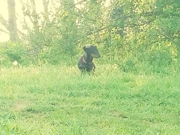 Dog on field in forest