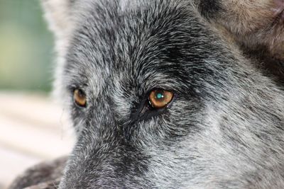 Close-up portrait of a cat