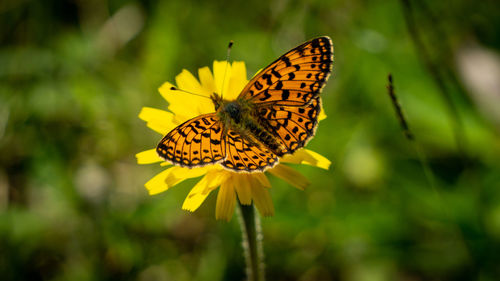 beauty in nature