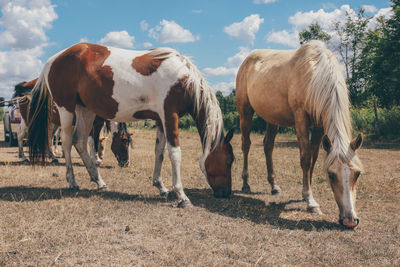 Panoramic view of horses on field against sky