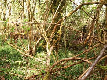 Low angle view of bamboo trees in forest