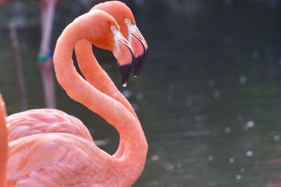 Close-up of bird in water