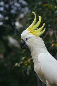 Close-up of a cockatoo