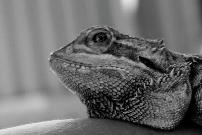 Close-up of lizard