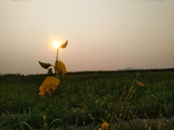 Yellow flowers blooming on field against sky during sunset